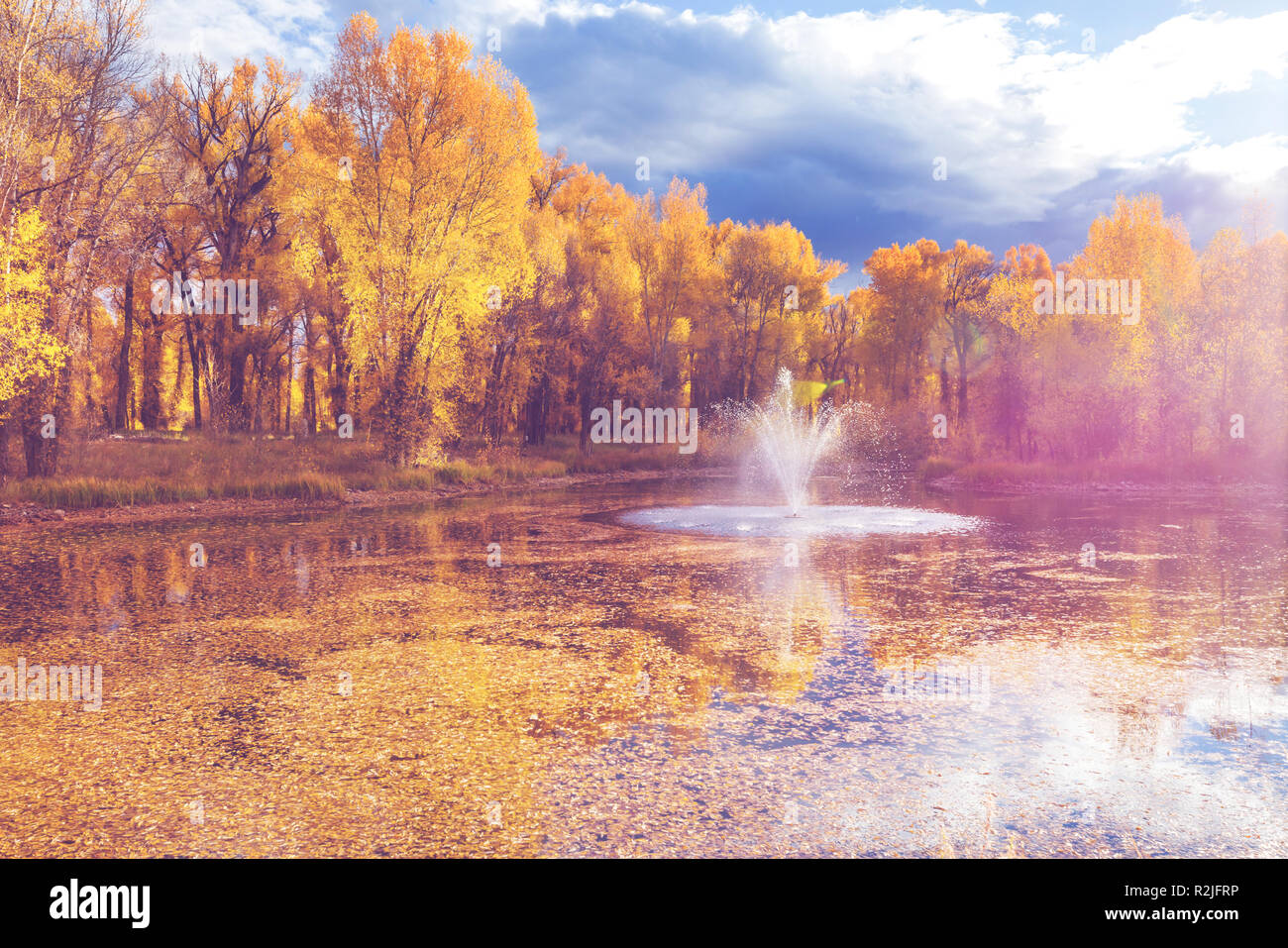 Autumn scene in yellow tones Stock Photo - Alamy