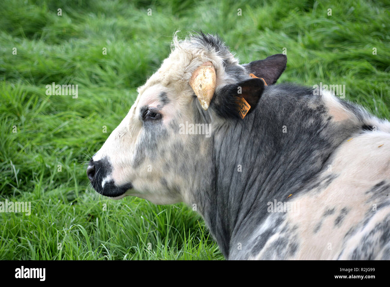 Belgian Blue cow in field near Mesen, Belgium Stock Photo