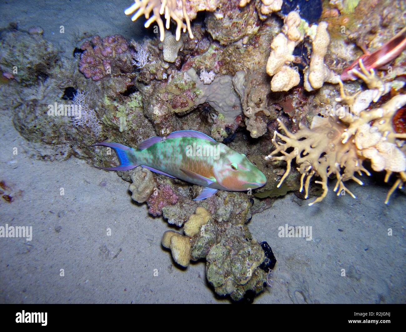 reef dwellers Stock Photo