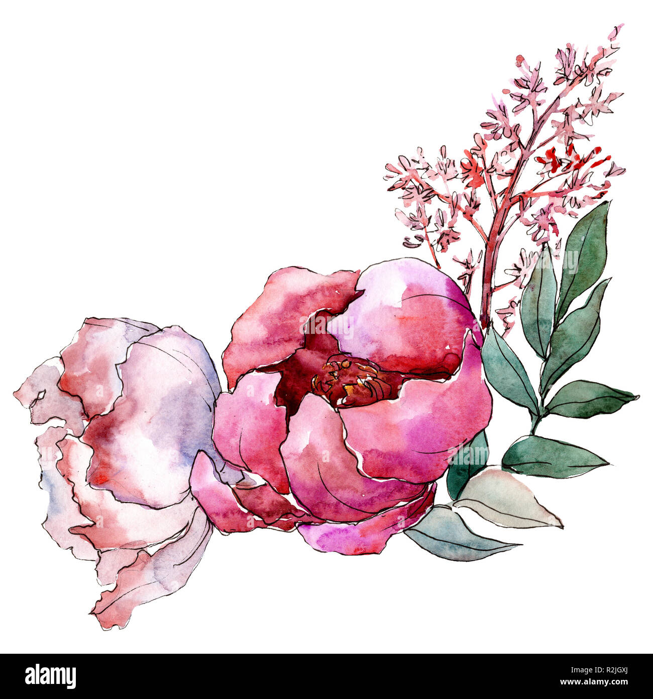 Pink peony flowers with green leaves. Isolated bouquet illustration ...