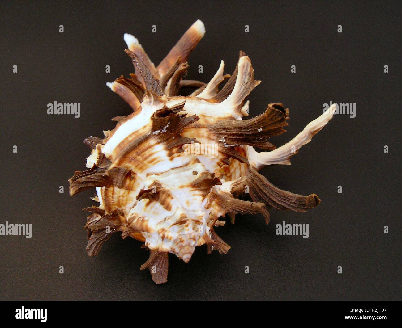 Murex sea snail hires stock photography and images Alamy