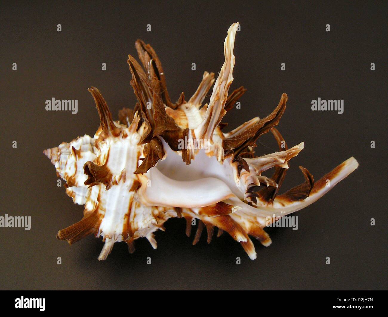murex sea snail 3 Stock Photo