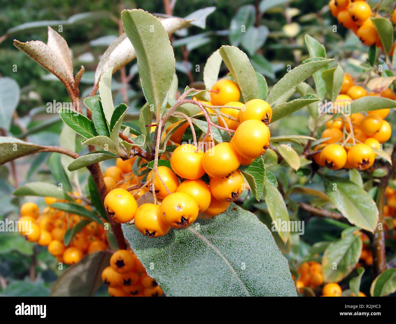 The Firethorn