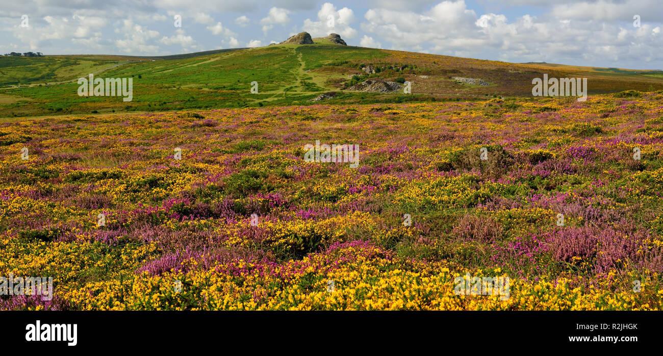 Gorse and heather near Haytor Rocks on Dartmoor. Stock Photo