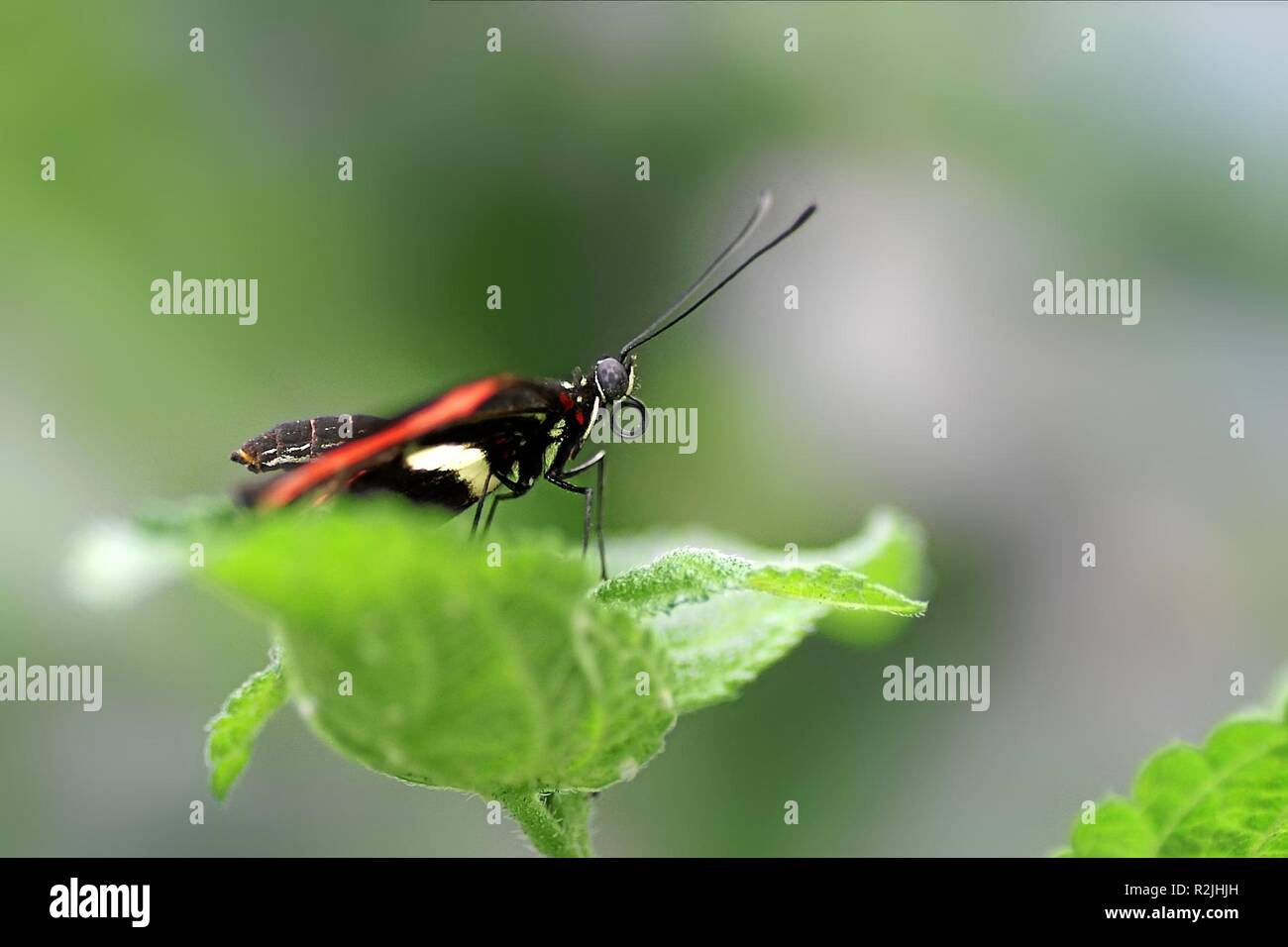 Moth in profile hi-res stock photography and images - Alamy