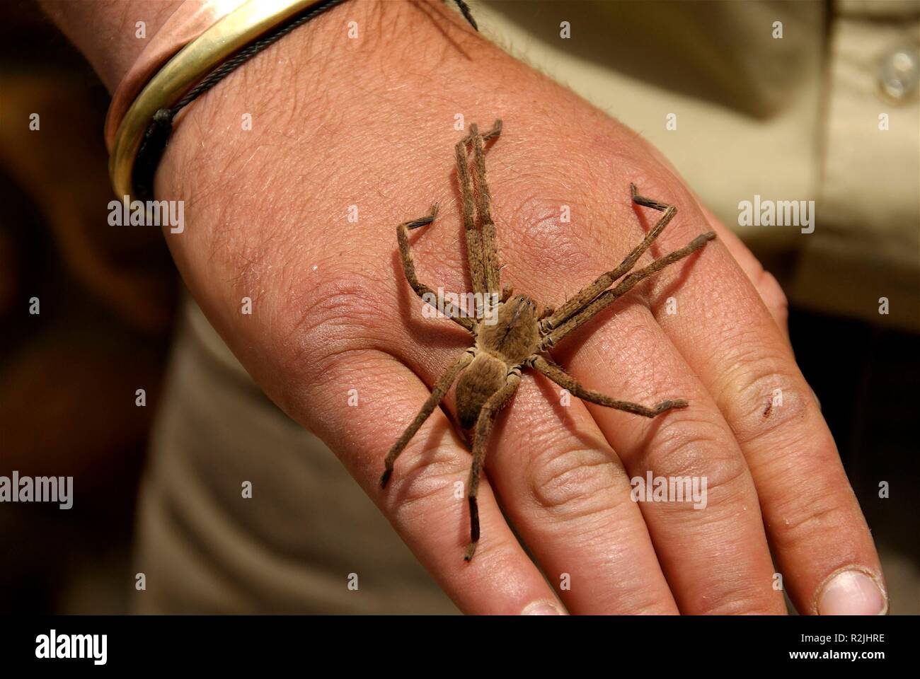 spider on the hand Stock Photo - Alamy