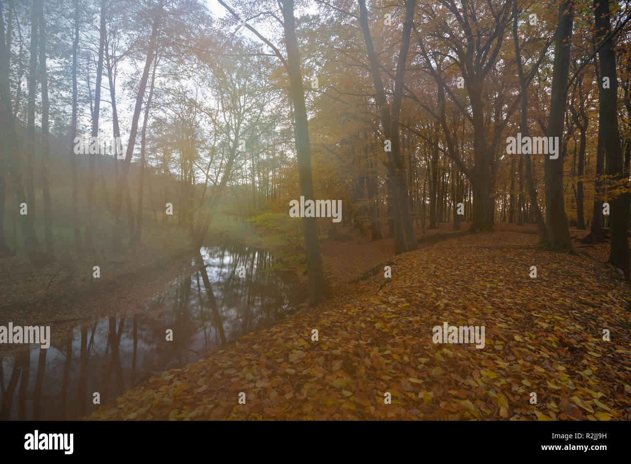 Autumn forest Background. Golden leaves in a foggy forest Stock Photo ...