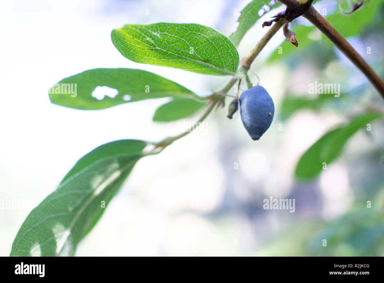Blue honeysuckle. Lonicera caerulea var. edulis. Known also as