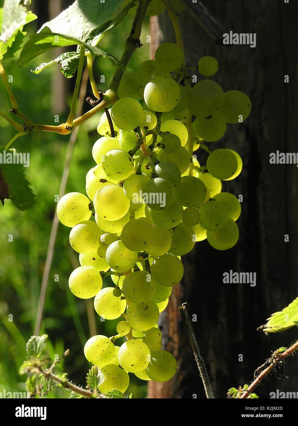 vine in light Stock Photo