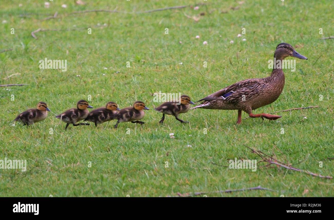 March in lockstep hi-res stock photography and images - Alamy