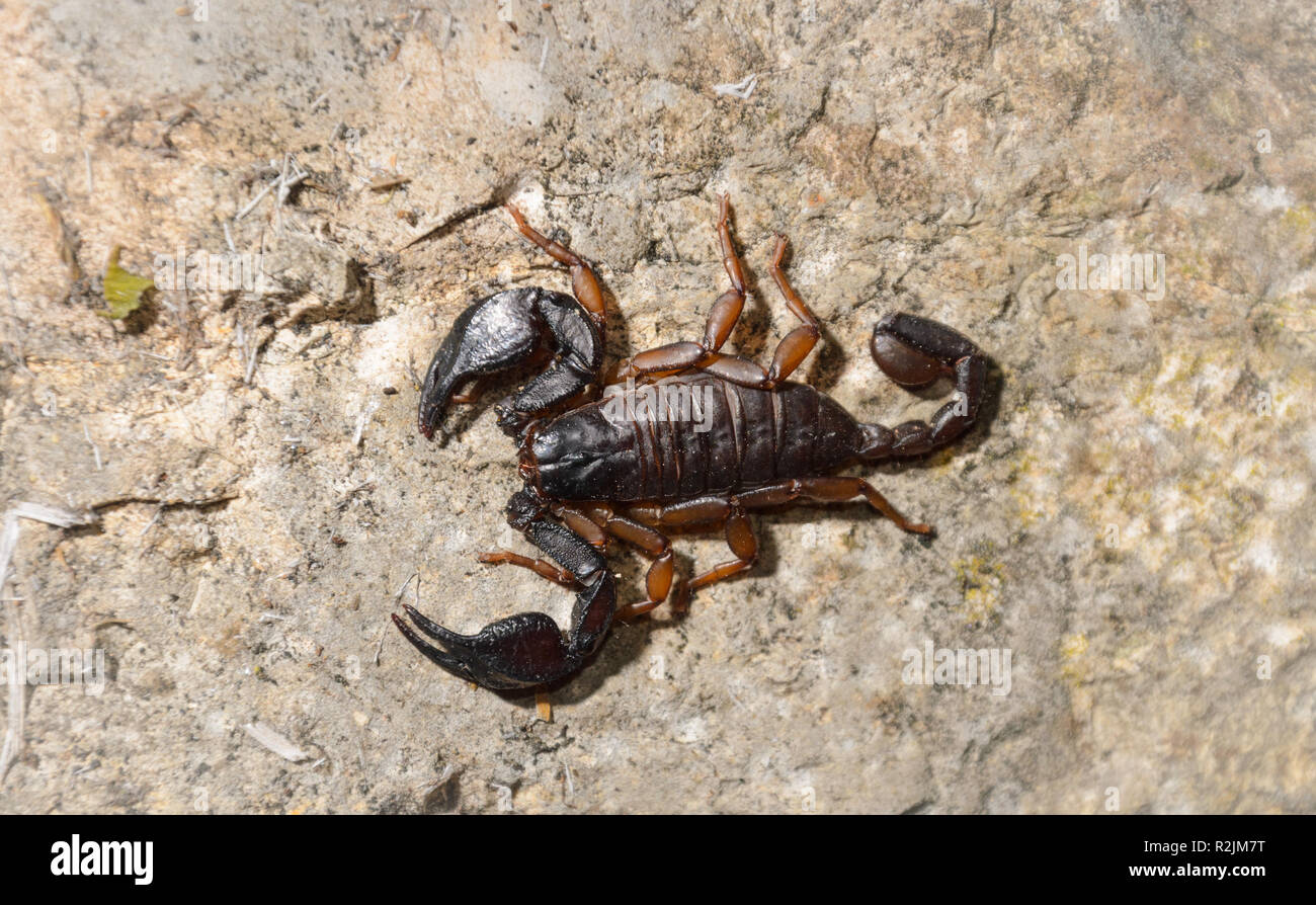 Big Scorpion climbing on a rustic old wall Stock Photo Alamy