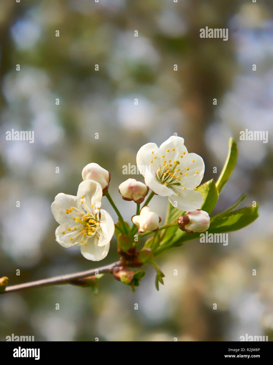 Beautiful cherry blossom in spring with blurred background Stock Photo ...