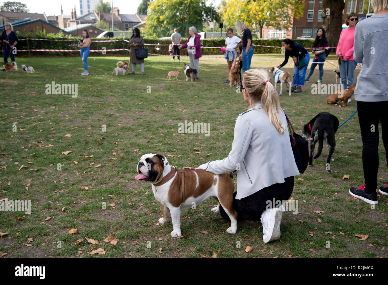 Hackney. London Fields. Dog show Stock Photo Alamy