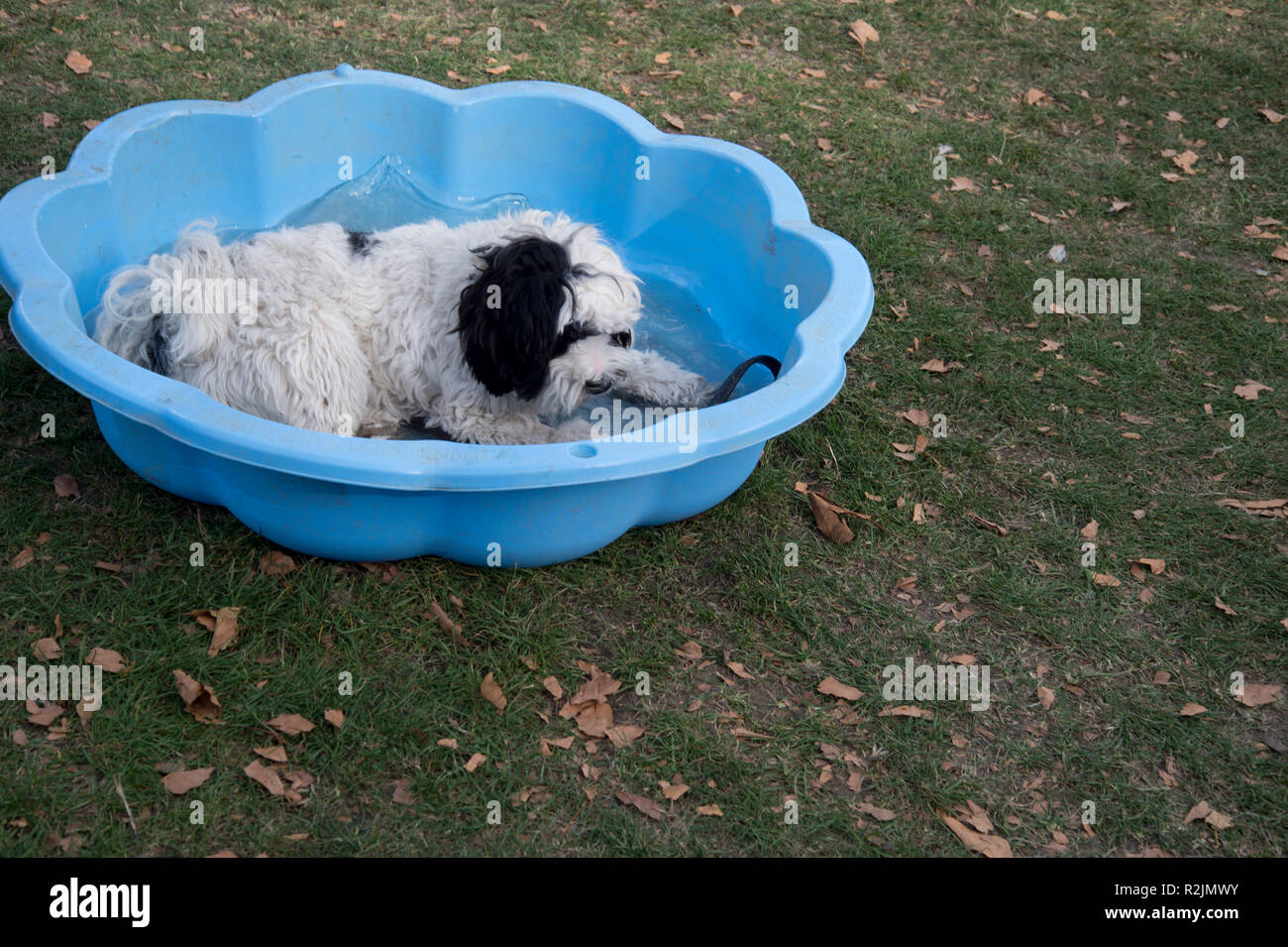 Hackney. London Fields. Dog show - dog having a rest in a paddling pool Stock Photo