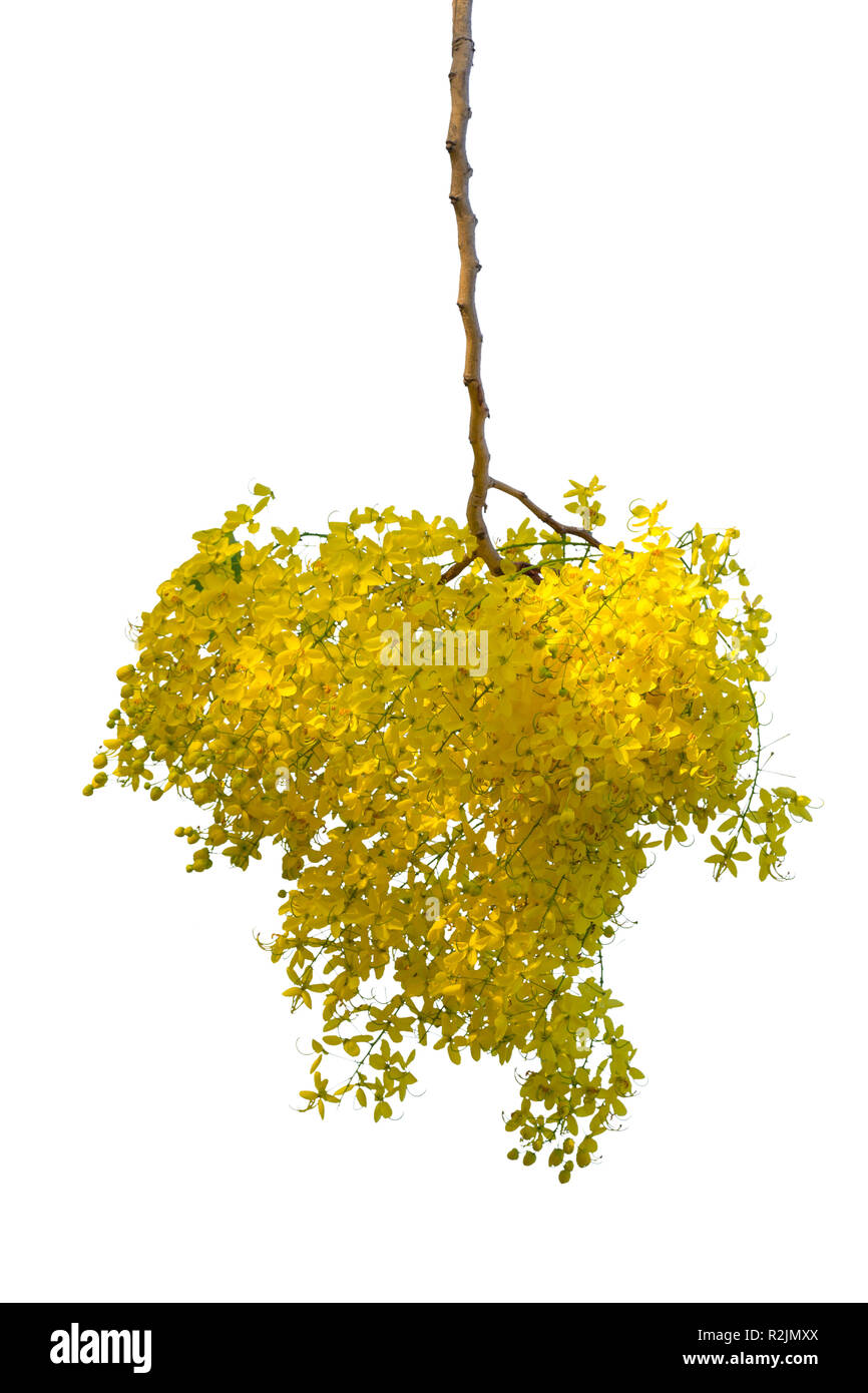 Yellow flower isolated on white background Stock Photo - Alamy
