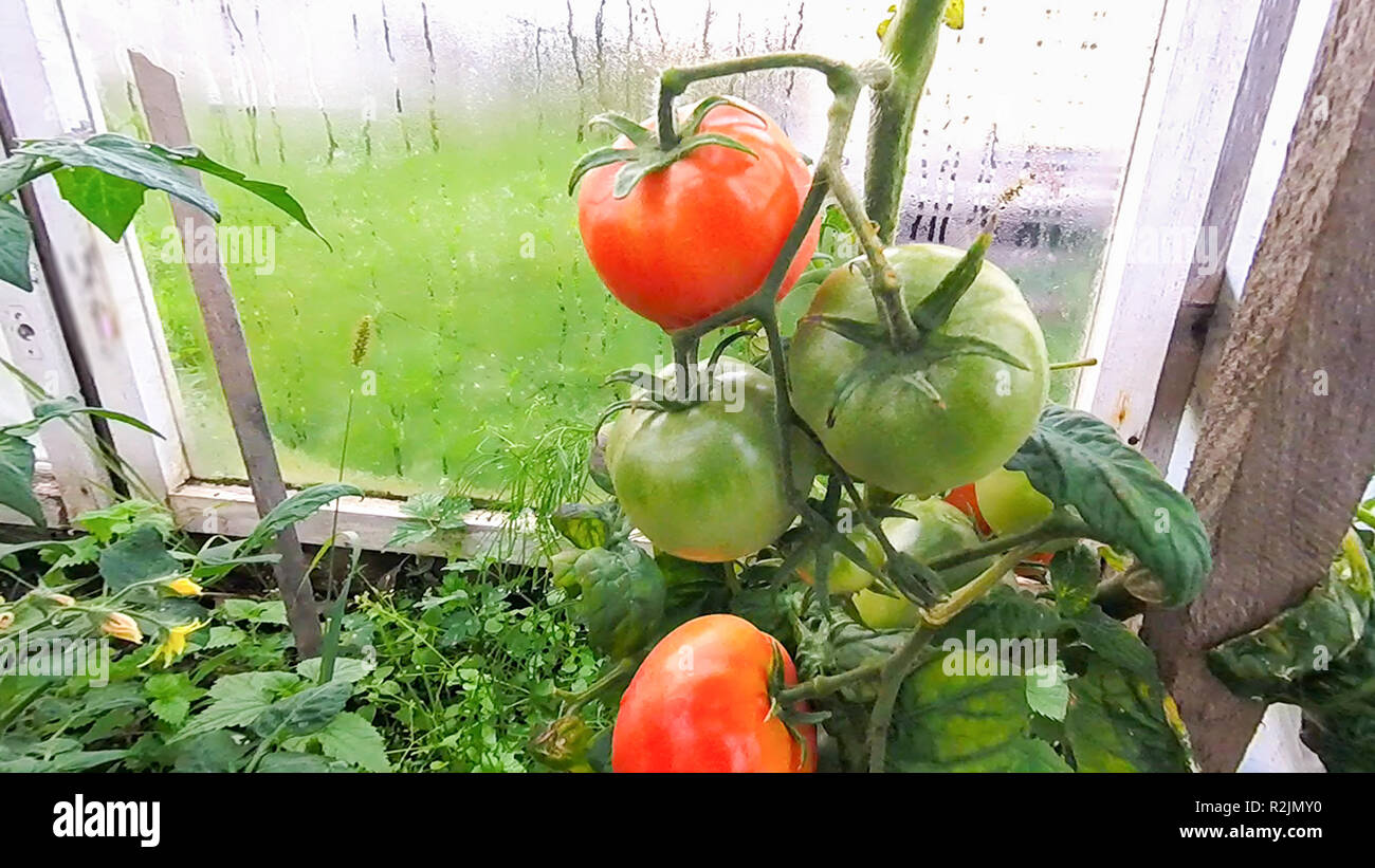 Tomatoes hang and ripen on a branch in a greenhouse Stock Photo - Alamy