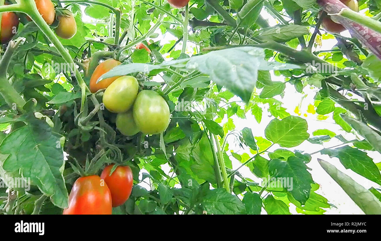 Tomatoes hang and ripen on a branch in a greenhouse Stock Photo - Alamy