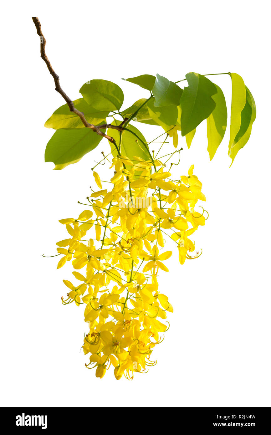 Yellow flower isolated on white background Stock Photo - Alamy
