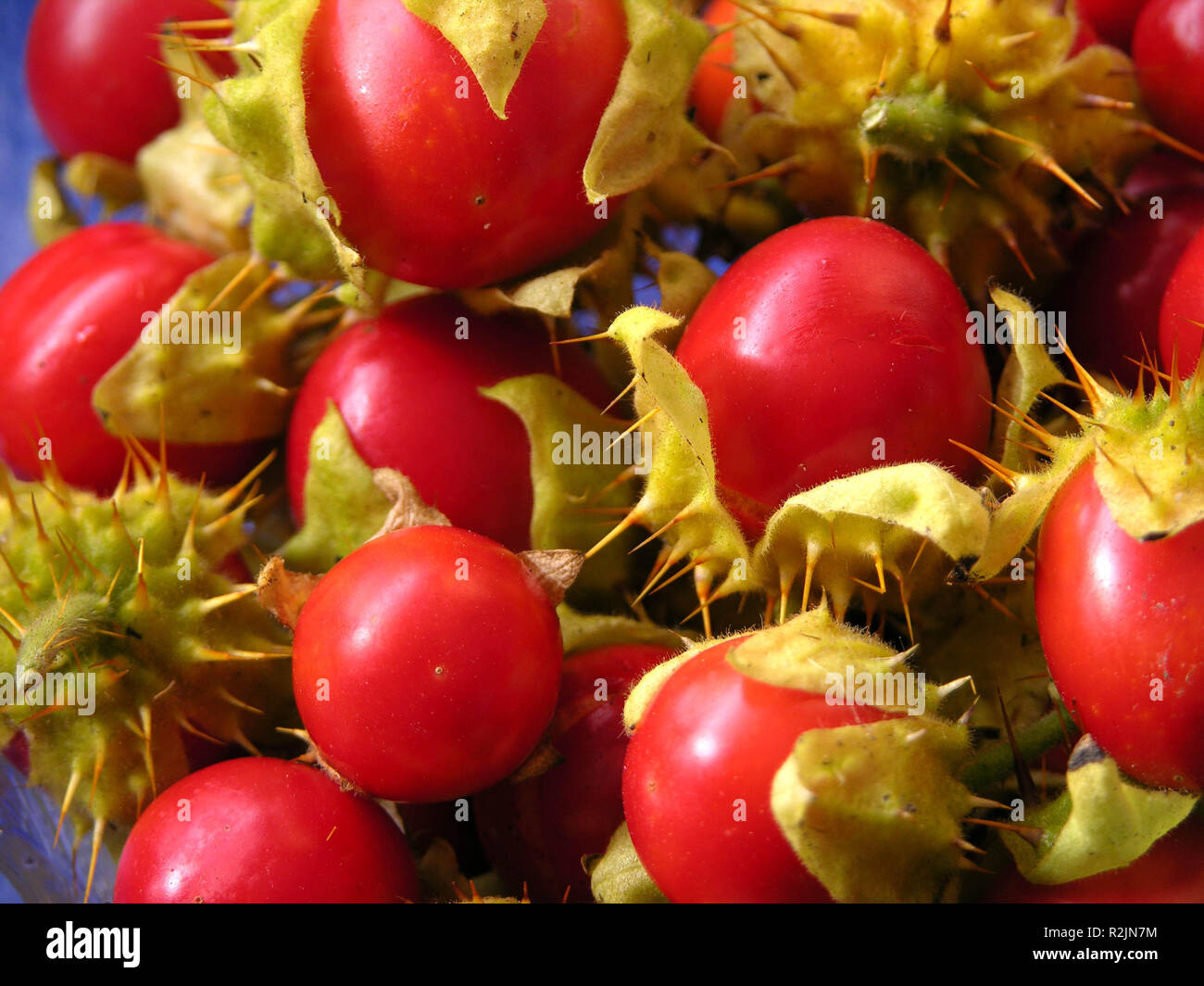 litchi berry,solanum sisymbrifolium Stock Photo