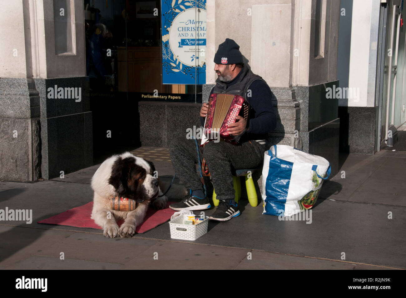 London, Westminster station. An accordion playing busker with St Bernard dog Stock Photo