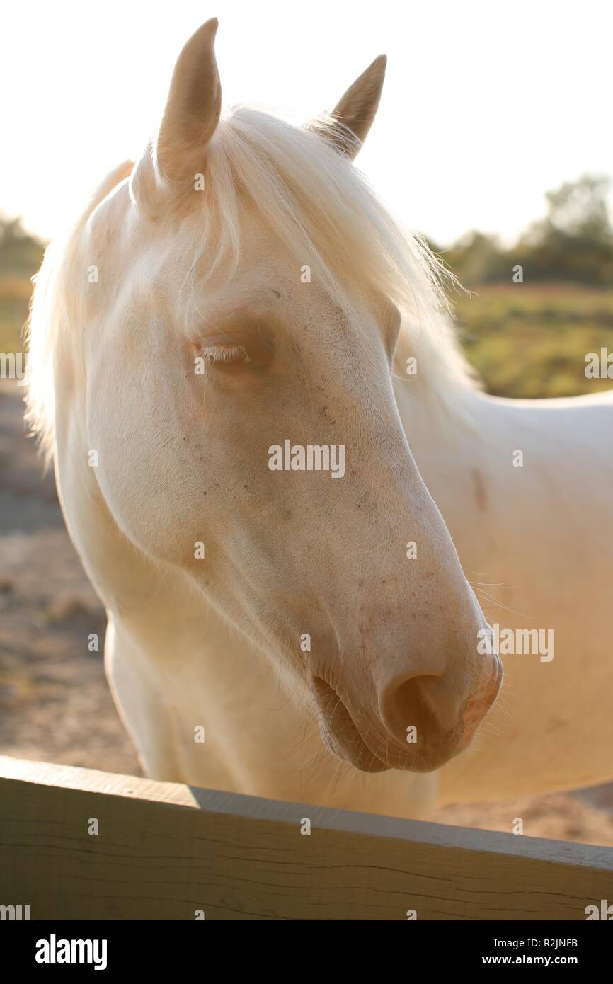 Head of beautiful white horse Stock Photo