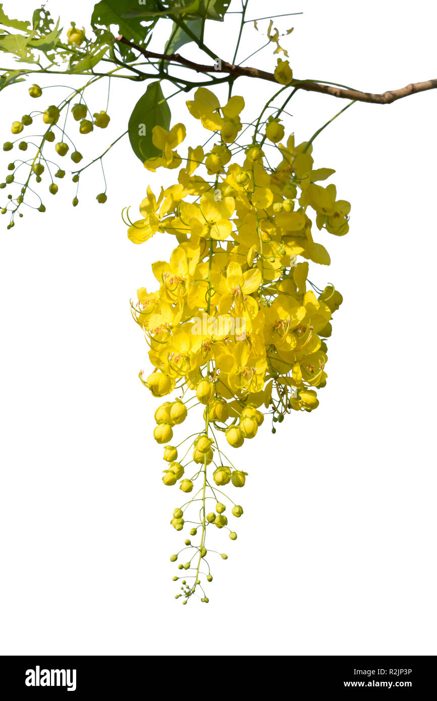 Yellow flower isolated on white background Stock Photo - Alamy