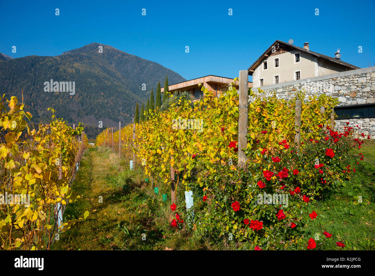 Italy South Tyrol Alto Adige Eisacktal Brixen Neustift Municipality Vahrn Vineyard Winery Kofererhof Of Gunther Kerschbaumer And Gaby Tauber Stock Photo Alamy