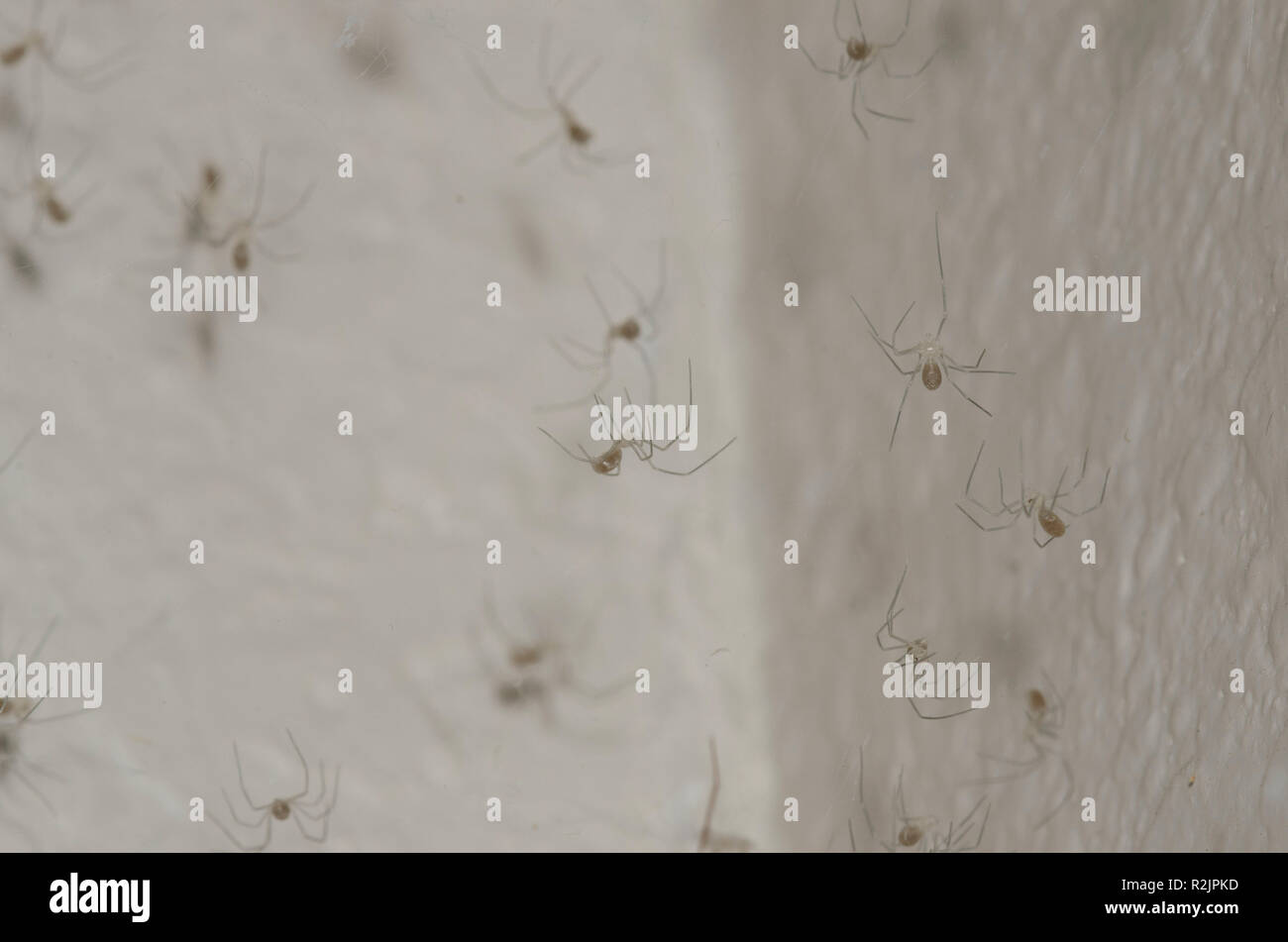 Spiders nest hires stock photography and images Alamy