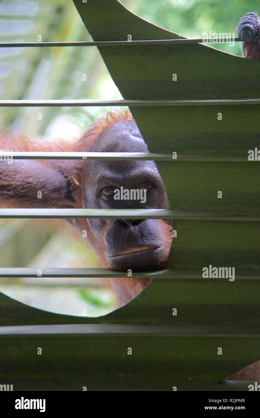 Young male orangutang looks into the camera in Borneo sanctuary Stock Photo