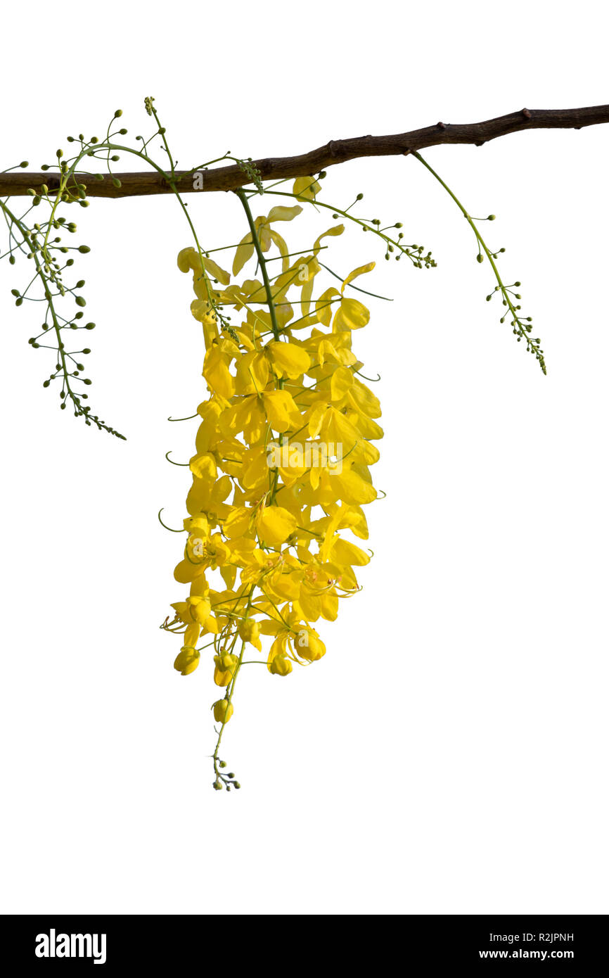 Yellow flower isolated on white background Stock Photo - Alamy