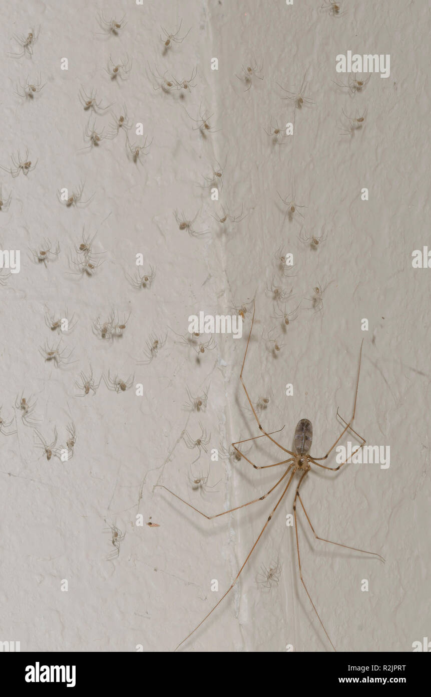 Cellar Spider
