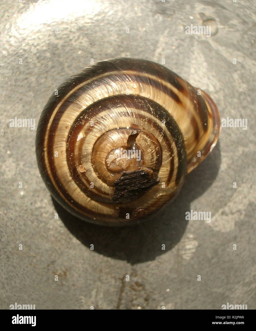 snail-injury-1472 Stock Photo