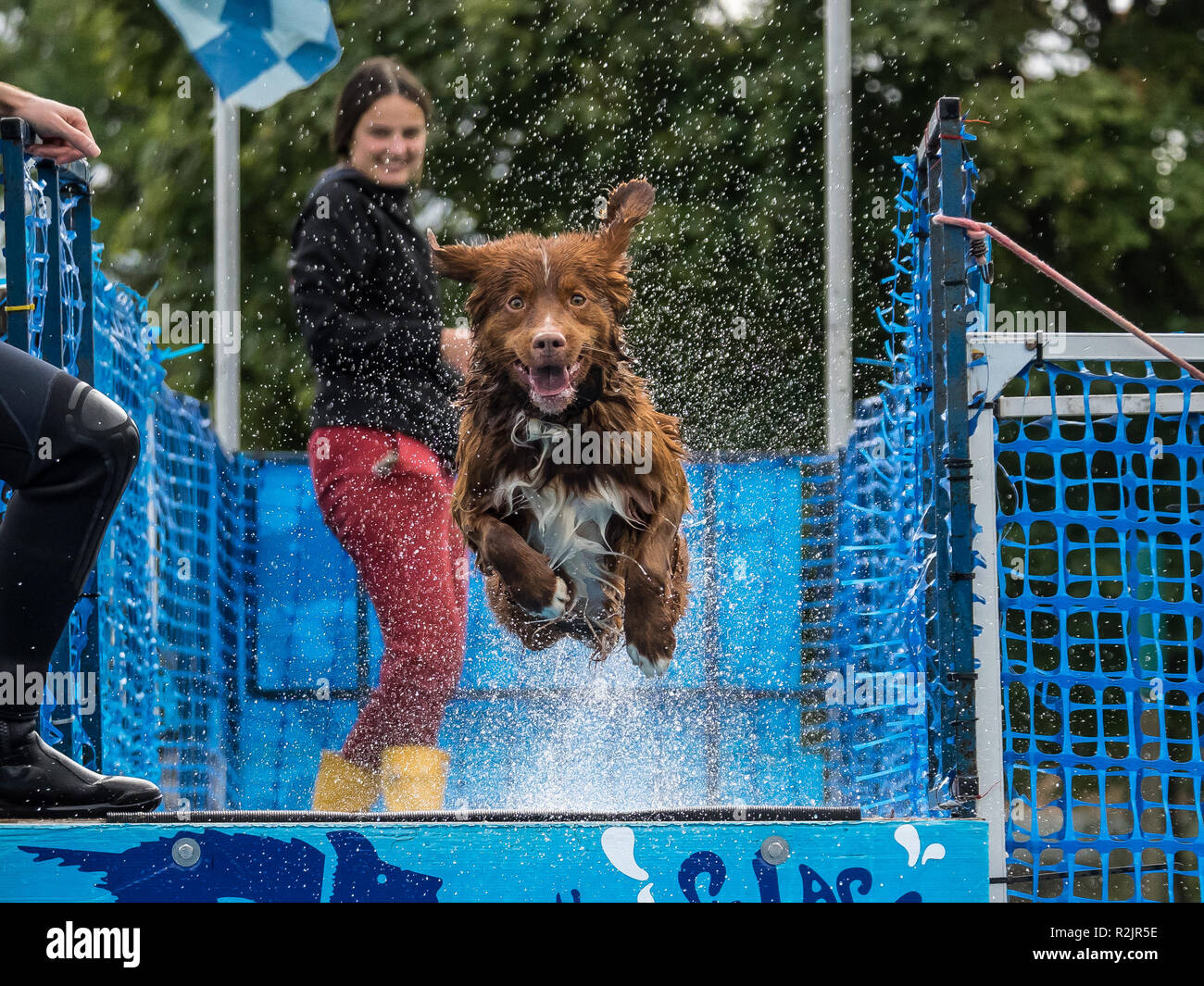 Dog launching itself through the air in to water hires stock
