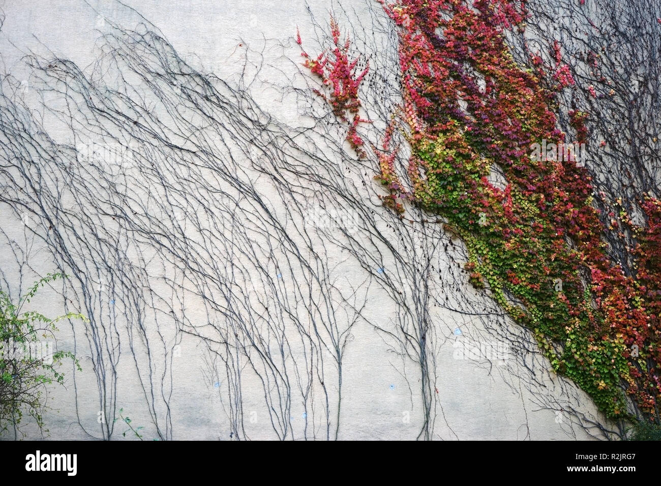 Tendrils and branches of a vine plant on a cracked wall with colorful autumn leaves, Stock Photo