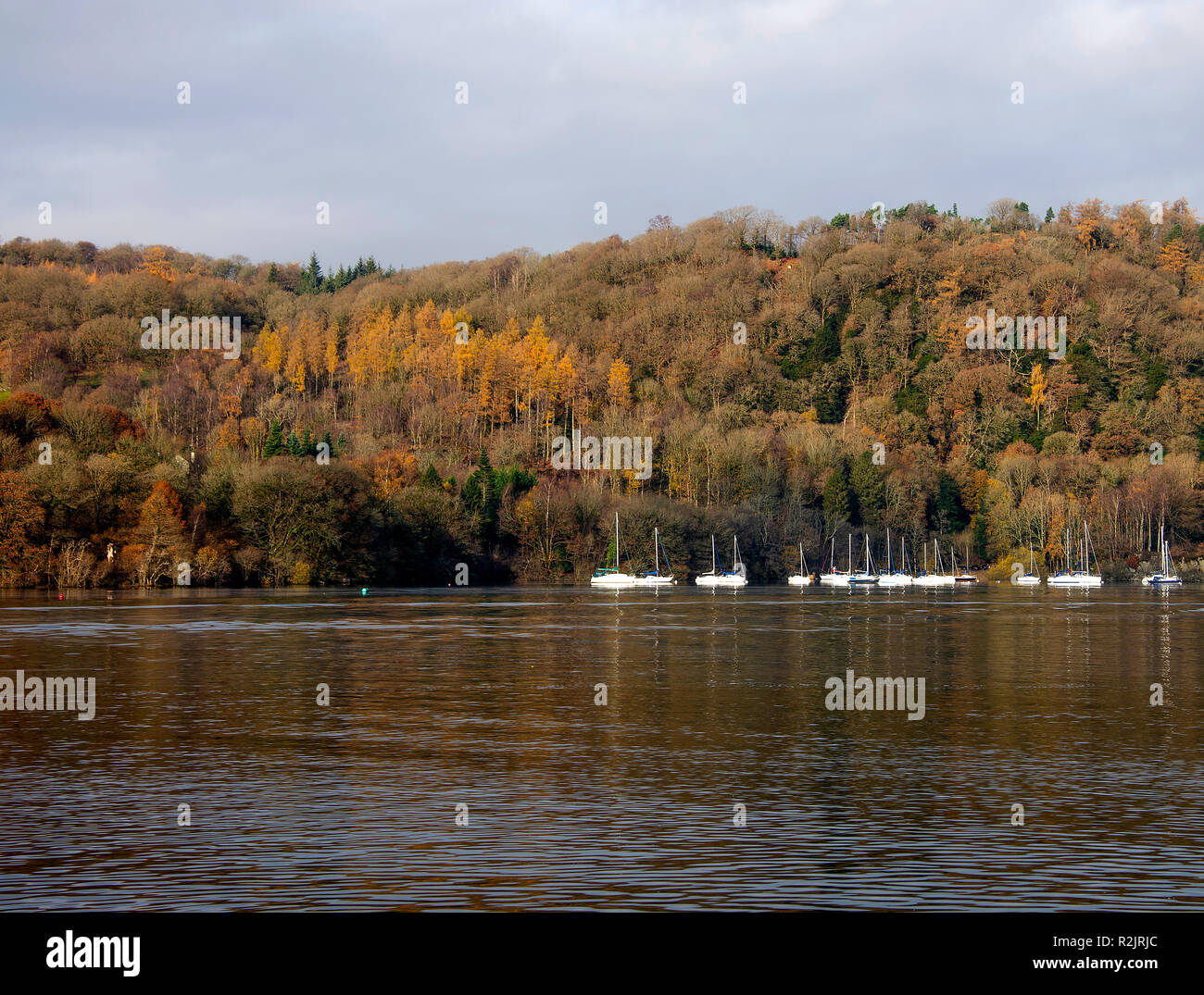 European Larch Trees in Woodland on the Shores of Lake Windermere near Bowness Lake District National Park Cumbria England United Kingdom UK Stock Photo