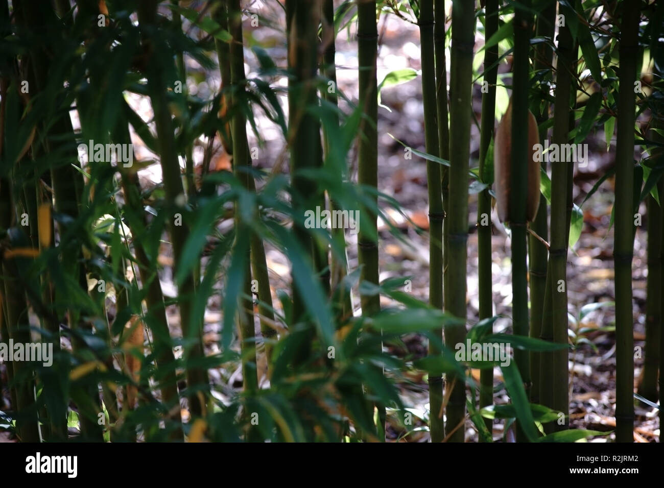 Side by side stalks and bamboo canes of the Narihirabambus, Semiarundinaria fastuosa, Stock Photo