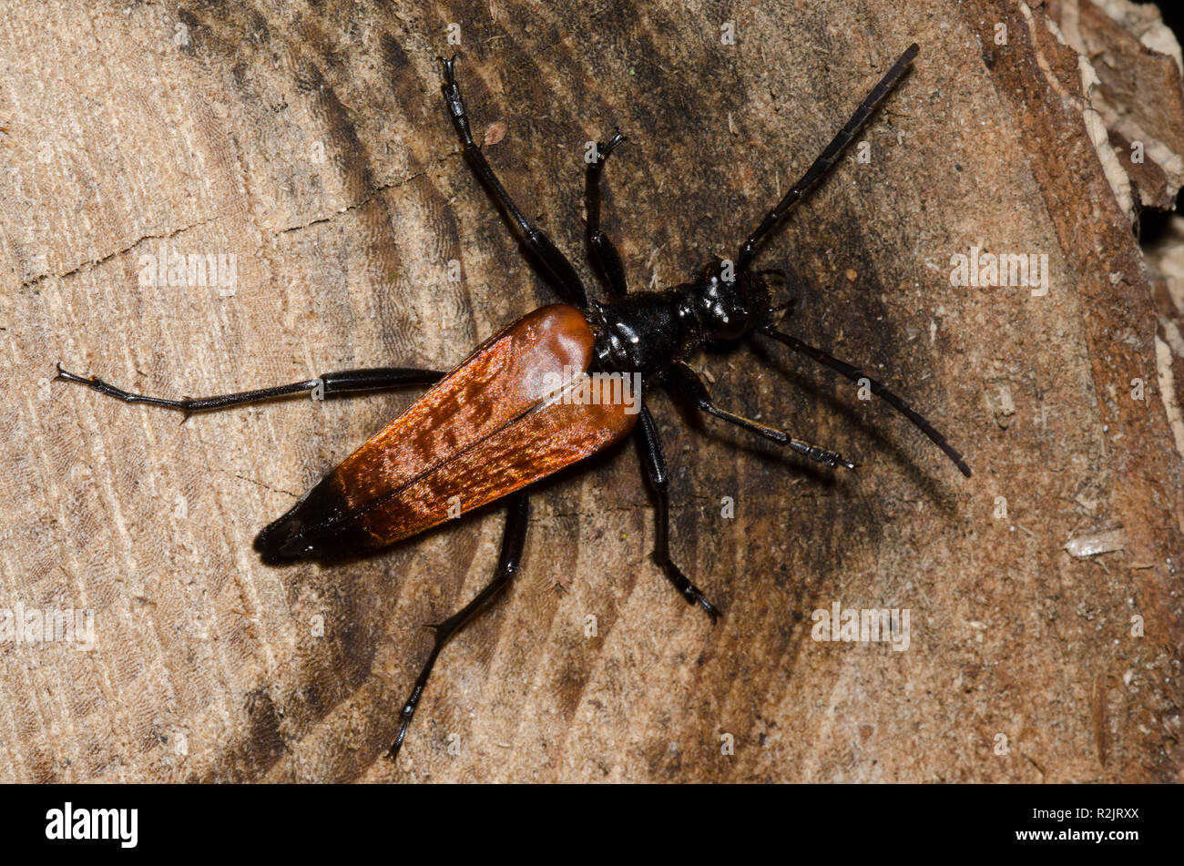 Flower Longhorn, Stenelytrana emarginata Stock Photo