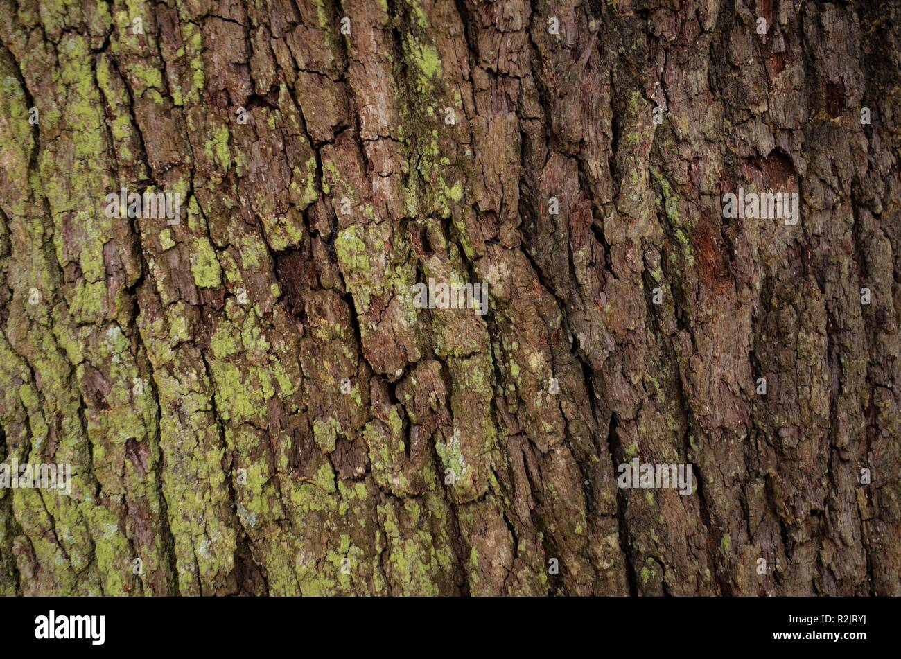Coast live oak tree bark (Quercus virginiana); dark brown bark, rough with deep furrows showing some moss. Stock Photo