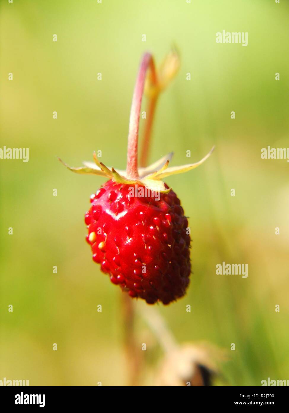 wild strawberry macro Stock Photo