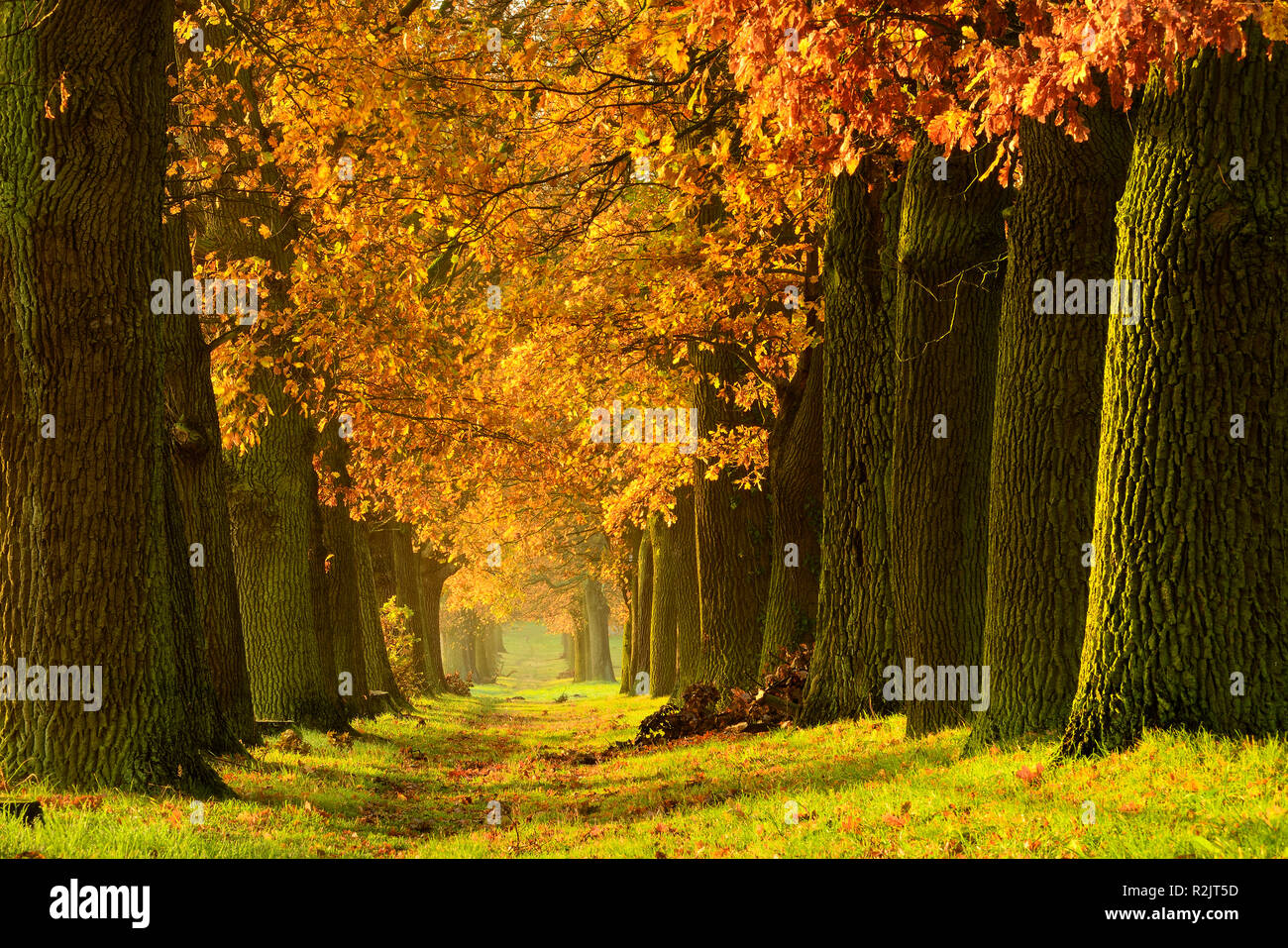 Germany, Saxony-Anhalt, Magdeburger Börde, oak alley in autumn, morning light Stock Photo