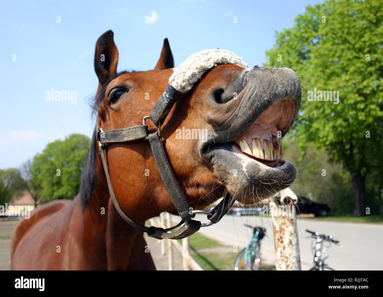 Horse laugh hires stock photography and images Alamy