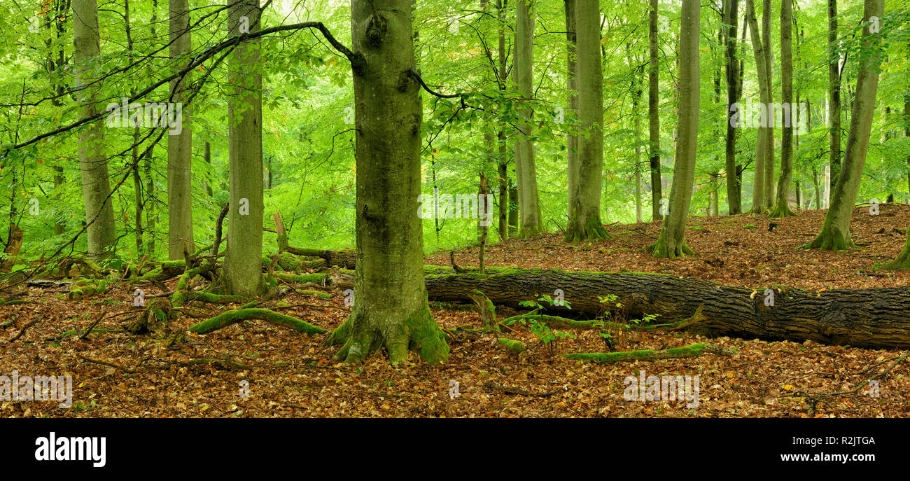 Germany, Mecklenburg-Vorpommern, Müritz National Park, subarea Serrahn, UNESCO World Natural Heritage, beech forests of the Carpathians and old beech forests in Germany, untouched beech forest with lots of deadwood Stock Photo