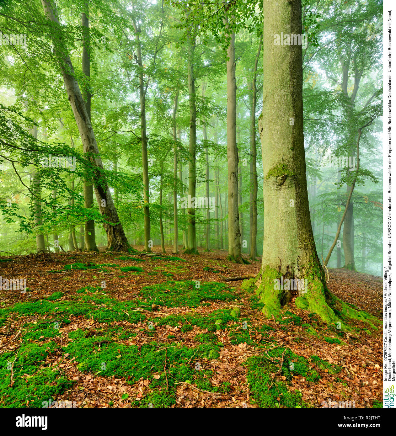 Germany, Mecklenburg-Vorpommern, Müritz National Park, subarea Serrahn, UNESCO World Natural Heritage, beech forests of the Carpathians and old beech forests in Germany, untouched beech forest with fog, morning light Stock Photo
