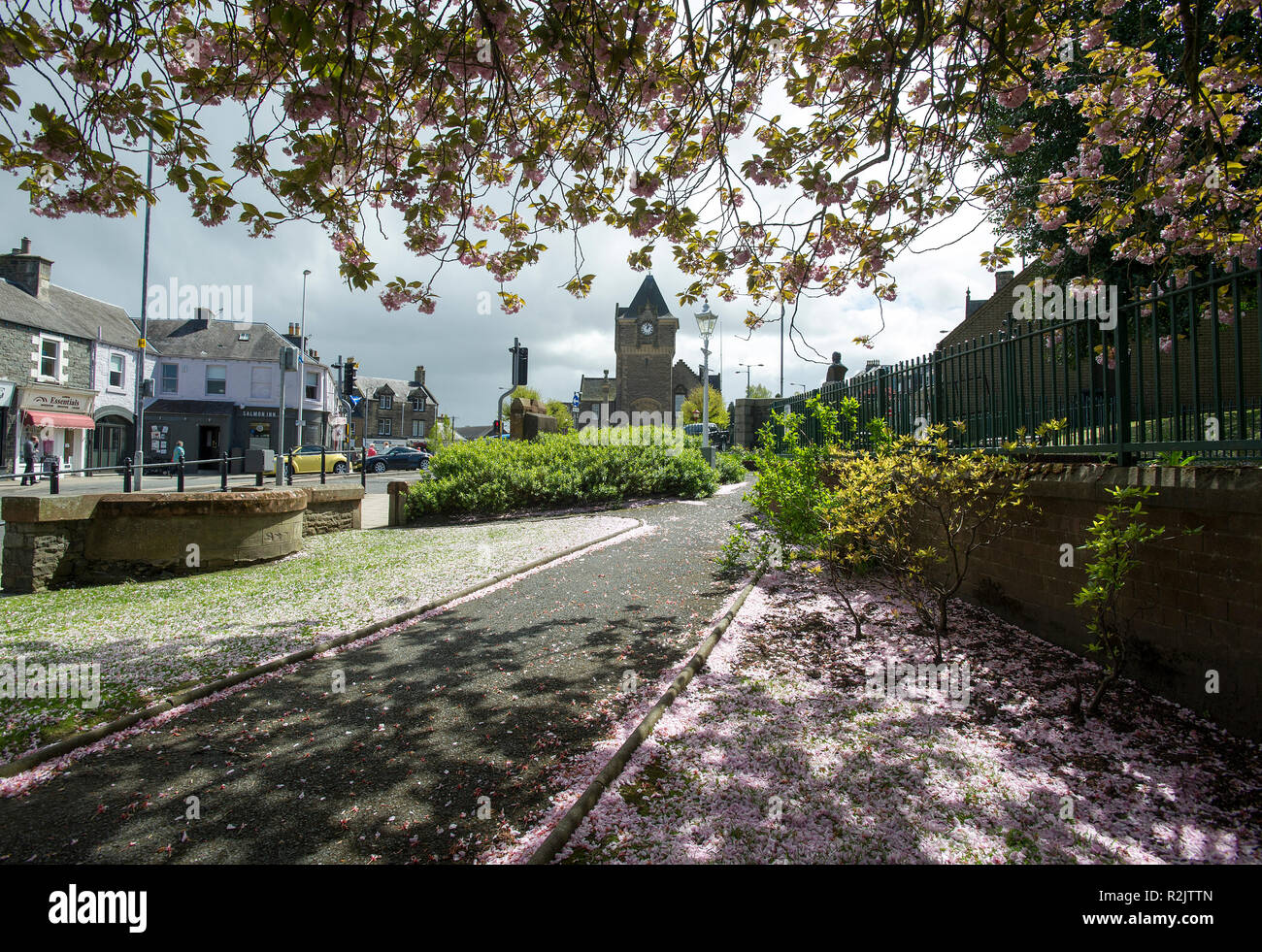 Galashiels,  Scottish Borders.  Cherry  Blossom trees in Bank Street Gardens, Galashiels. Stock Photo
