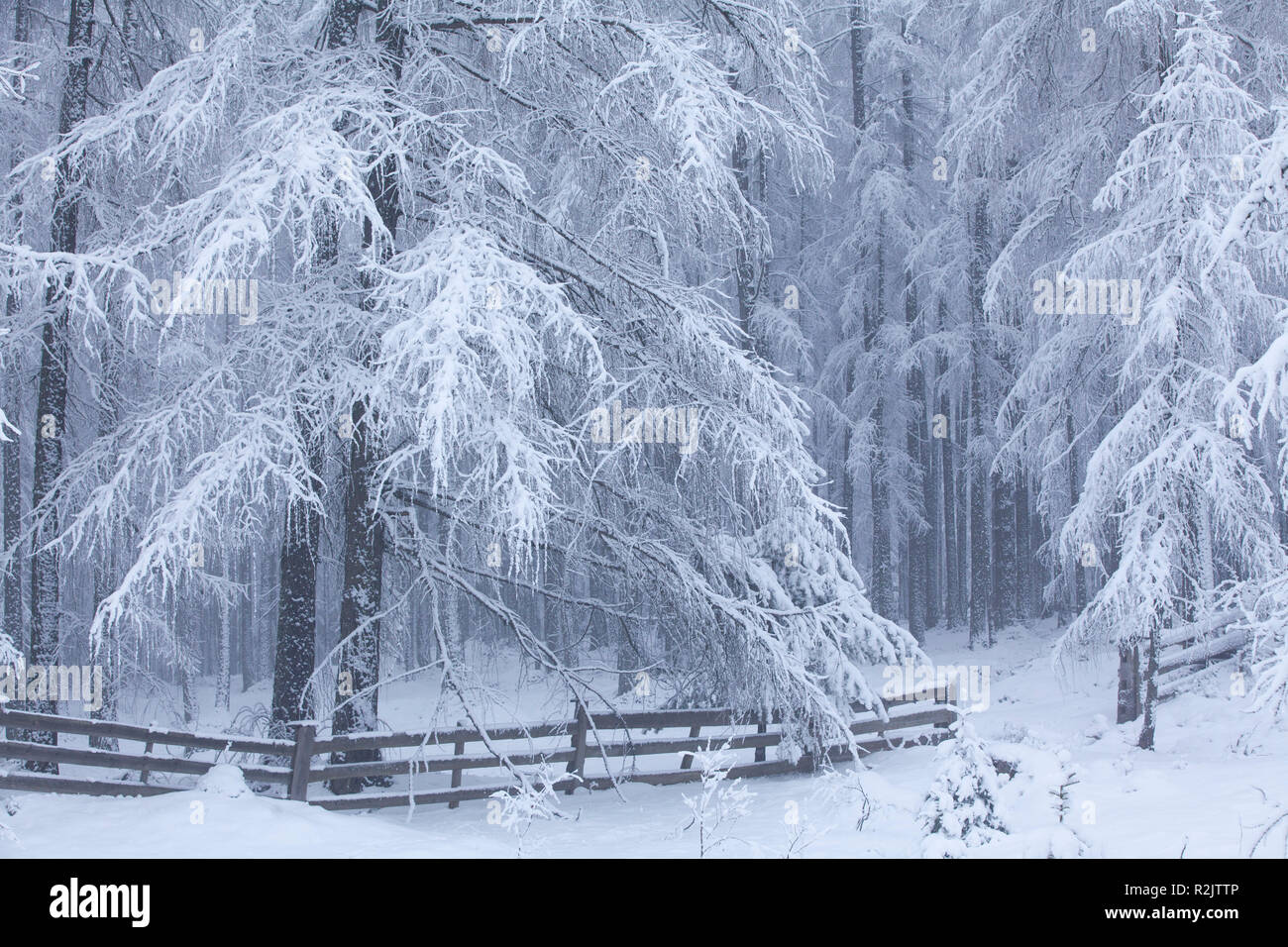 Snowfall in the larch forest hi-res stock photography and images - Alamy