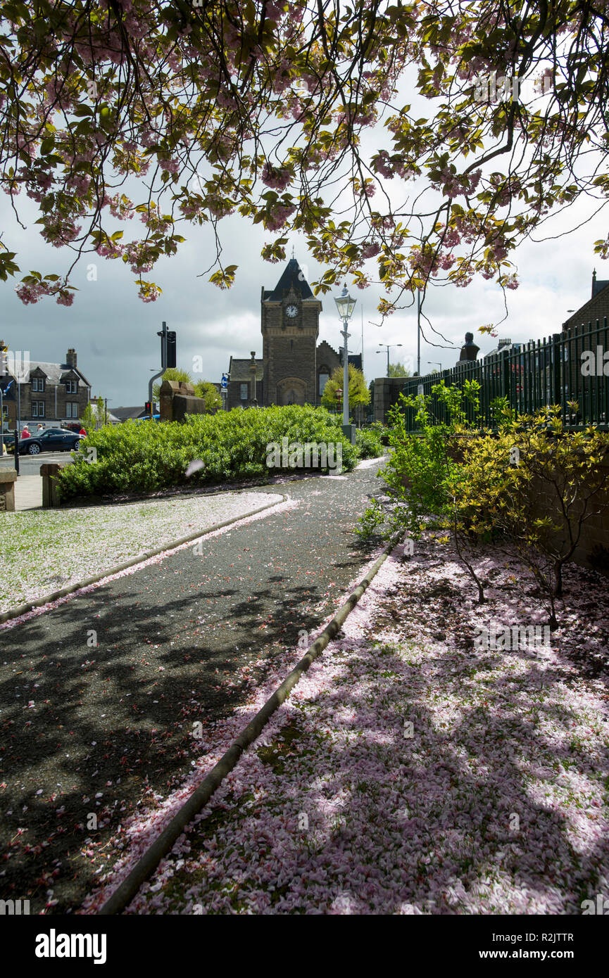 Galashiels,  Scottish Borders.  Cherry  Blossom trees in Bank Street Gardens, Galashiels. Stock Photo