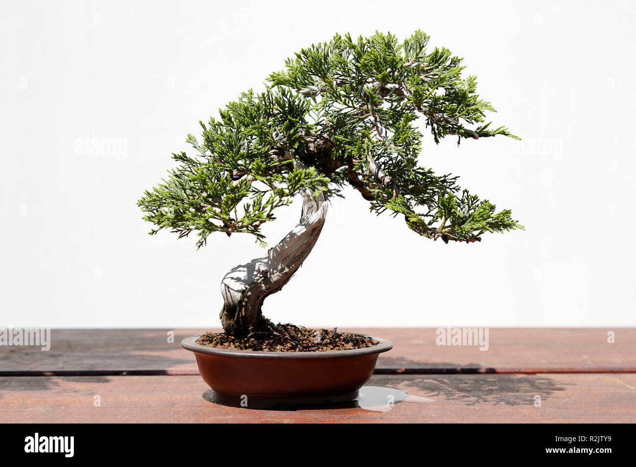 Juniperus sabina bonsai on a wooden table and white background Stock Photo