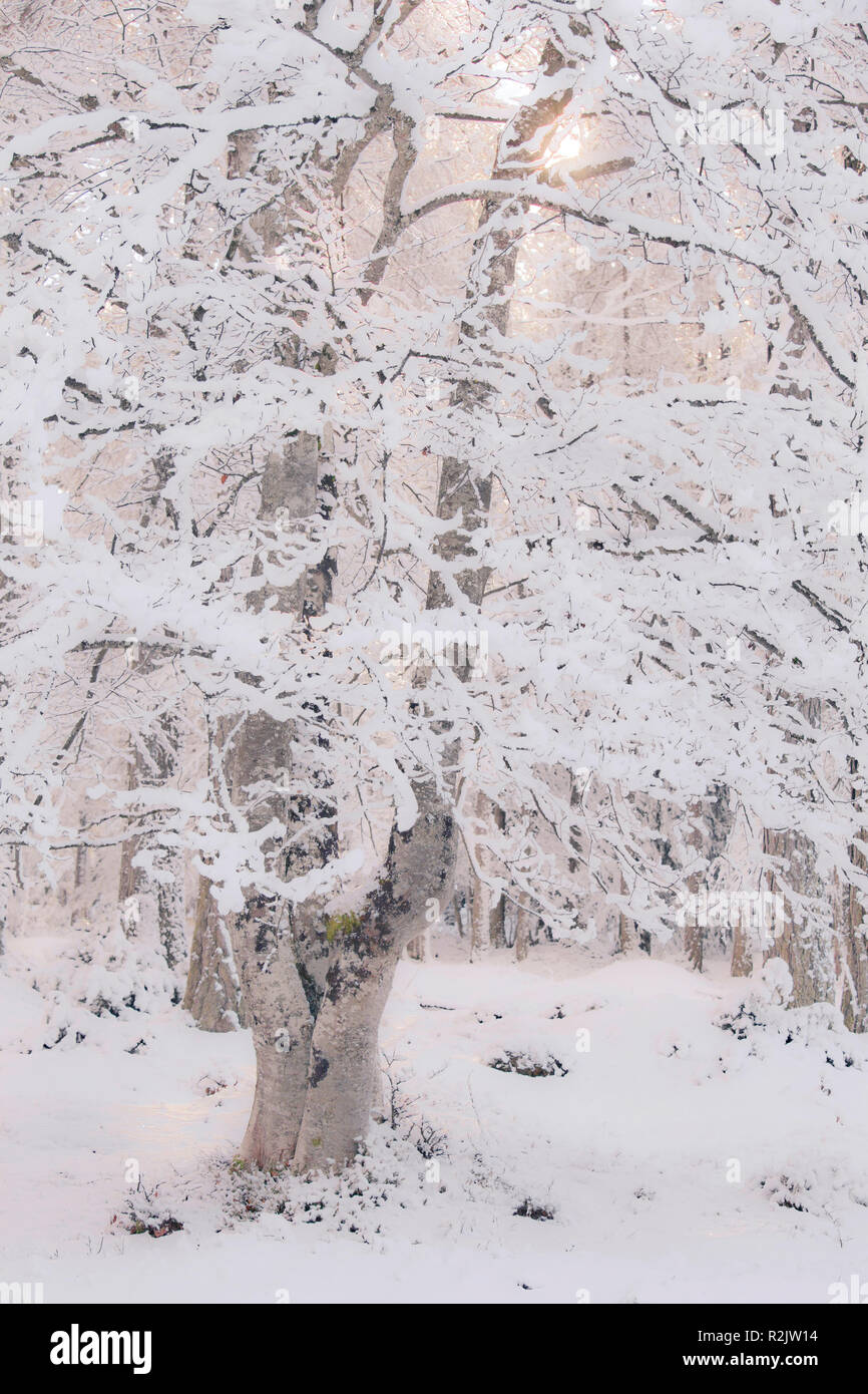 Enchanting winter light hi-res stock photography and images - Alamy