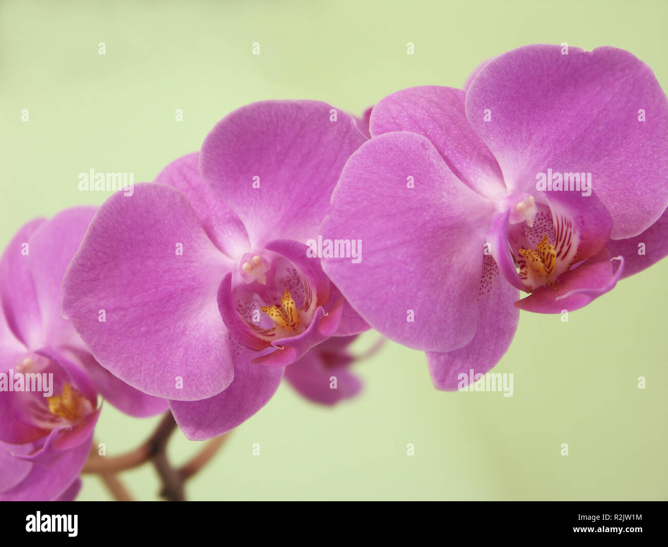 orchid,dendrobium,phalaenopsis Stock Photo
