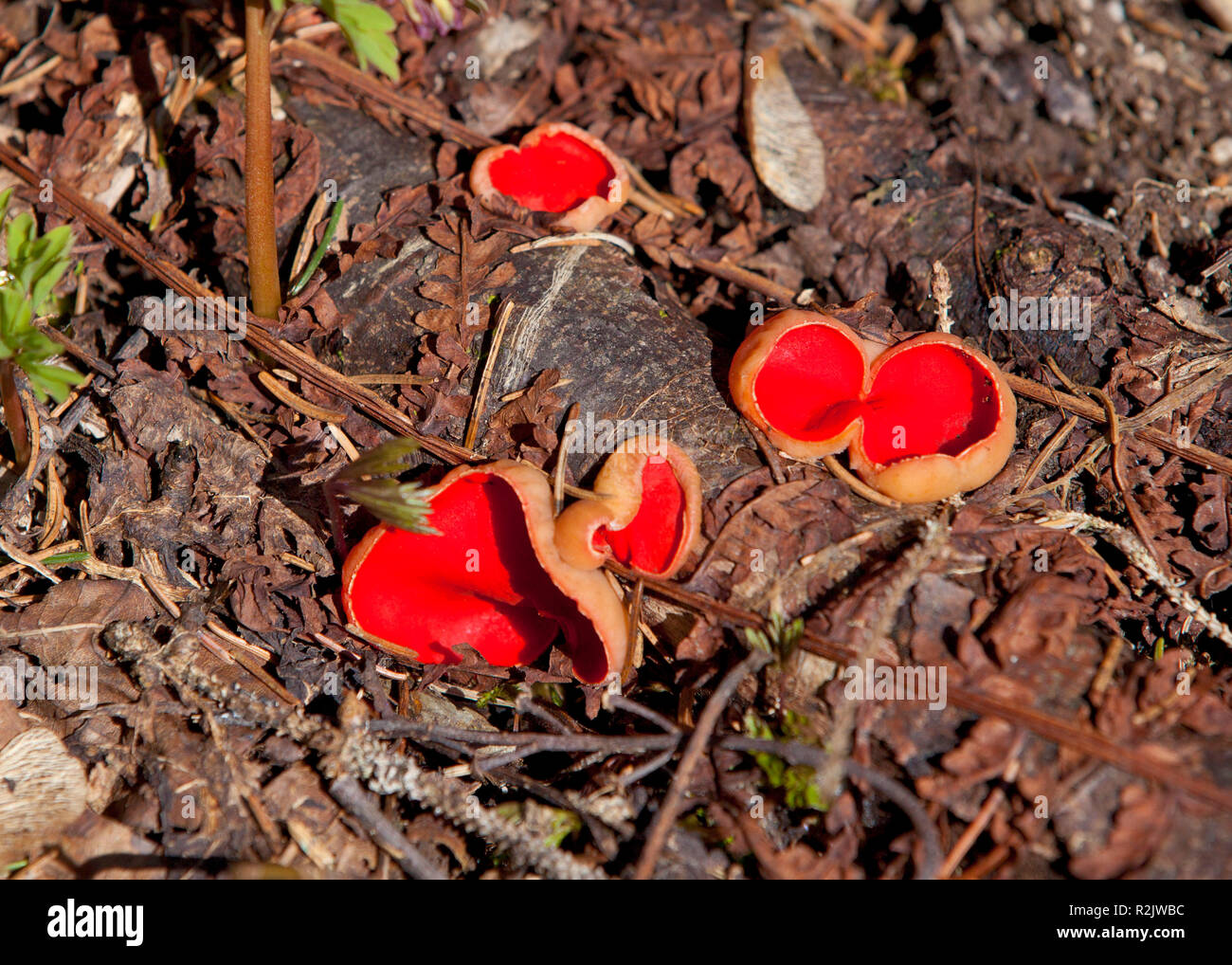 Fungus, scarlet cup, Sarcoscypha austriaca Stock Photo